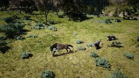 Donkey Hunted by Hungry Black Jaguars in the Wild Grasslands