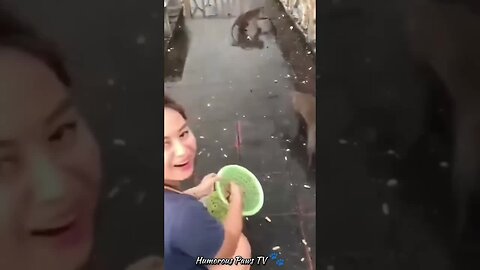 Funny animals 2024😂- Funniest Cats and Dogs Video😹🐶 #18