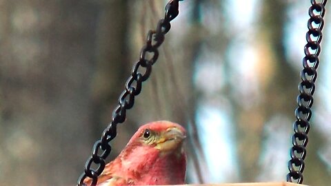 Purple Finch