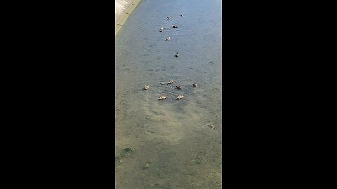 Mallard Ducks 🦆 #mallardducks #shorts #viral #trending #ducks #duck