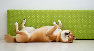 My Dog sleeps Weird