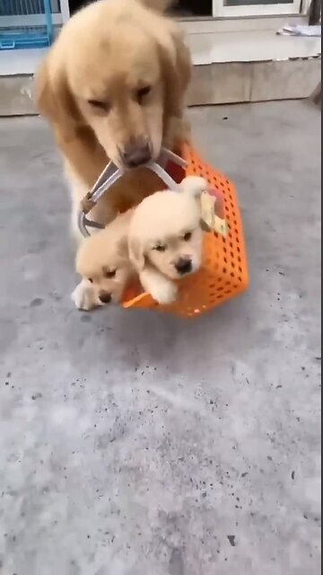 The daily lives of our pets!