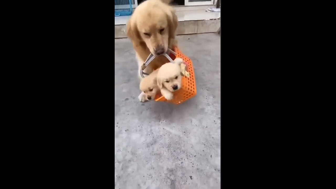 The daily lives of our pets!