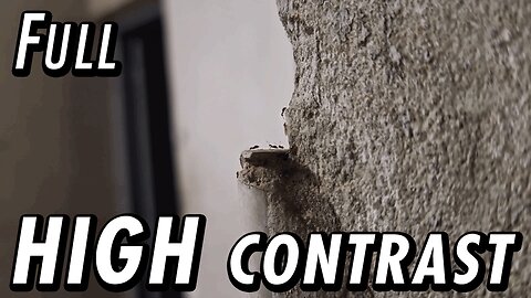 ASMR | A white background view from the "cliff", watching the ants come and go - Full
