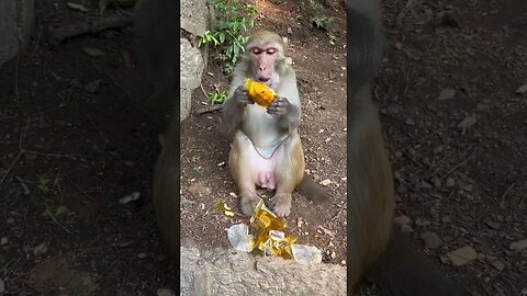 Eat 5 bread monkeys