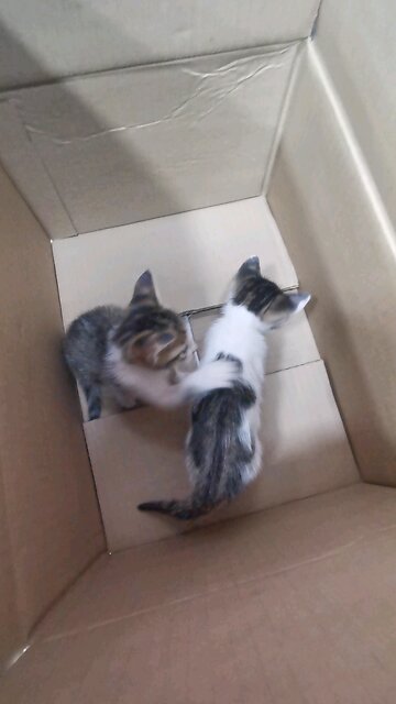 My two sweet kittens are playing🐈😻