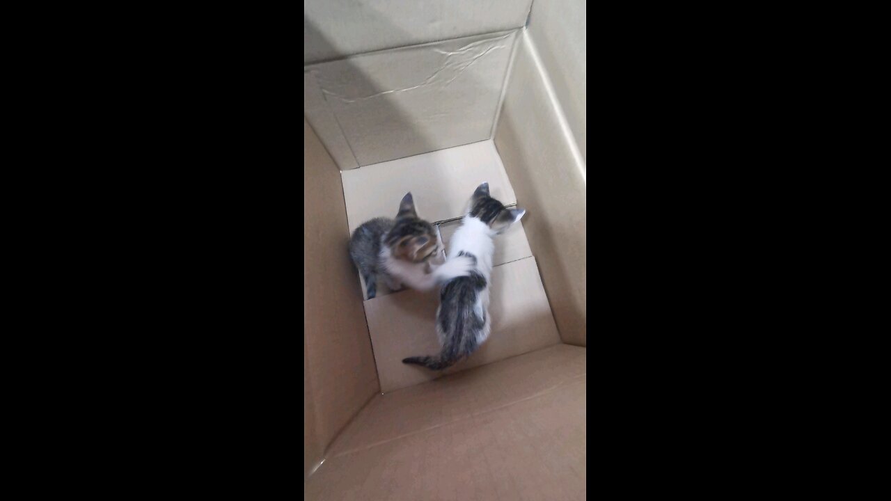 My two sweet kittens are playing🐈😻