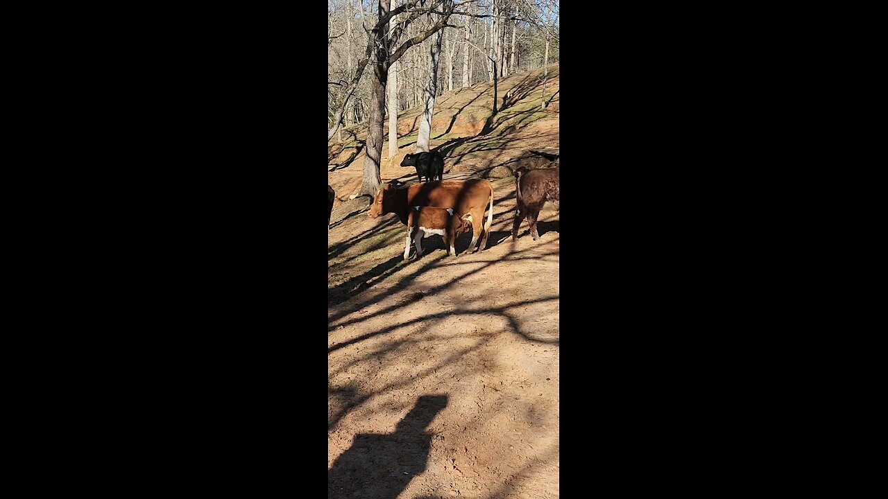 Momma cow and bull calf.