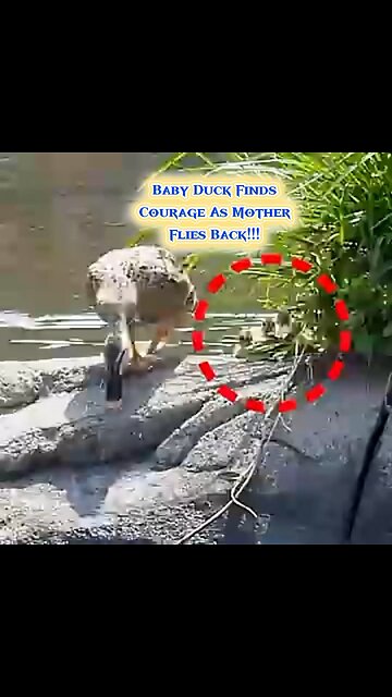 Baby Duck Finds Courage As Mother Flies Back In A DRAMATIC Moment 🦆😮👀💥😲