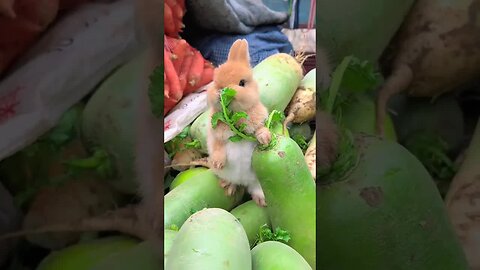 Little rabbit eats big carrot Cute pet debut plan Rabbit Rural cute pet