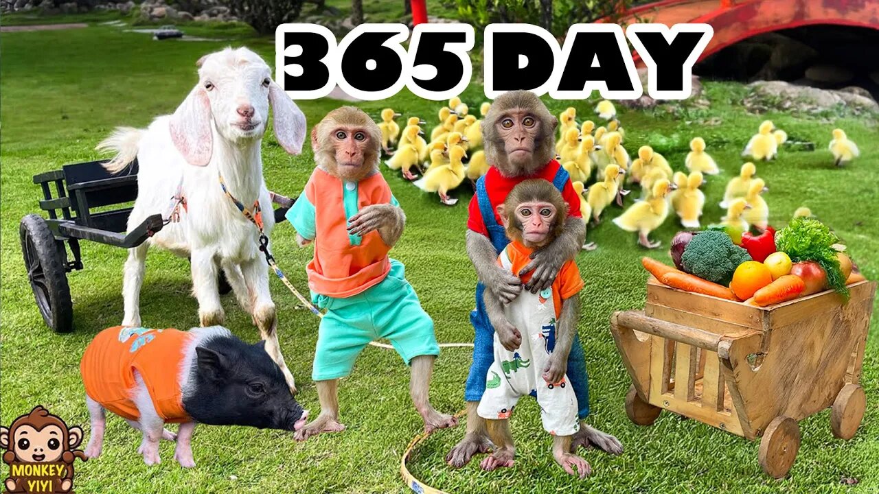 365 Days of Baby Monkey YiYi Obediently Helps Grandpa Take Care of Friends