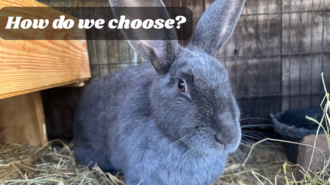 Selective Breeding: Culling Rabbits for Desirable Traits