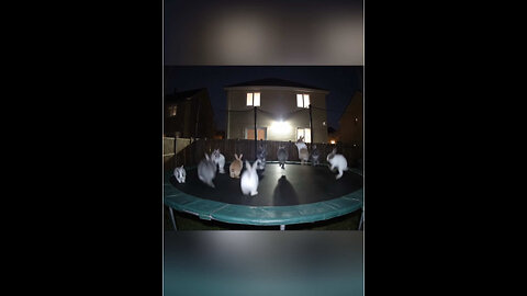 Funny animals playing on trampoline