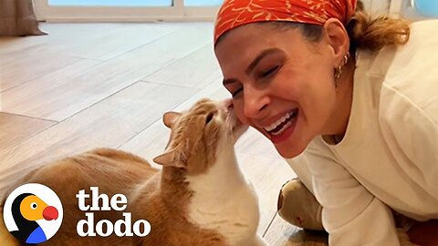Chunky Rescue Cat Does The Sweetest Thing To Get Attention 🩷 | The Dodo