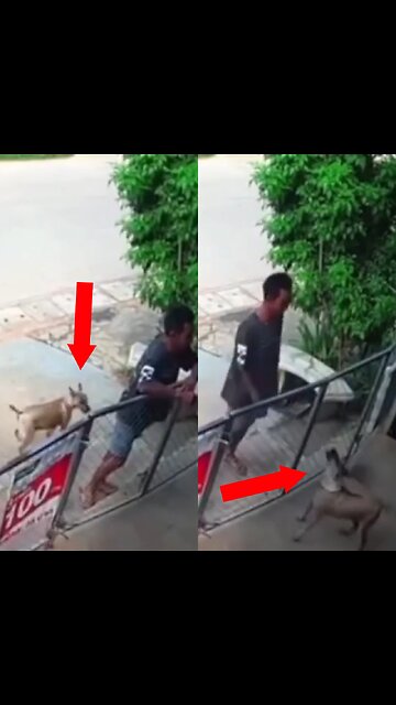 Perro guardián muestra que también tiene derecho a la ‘pausa del café’