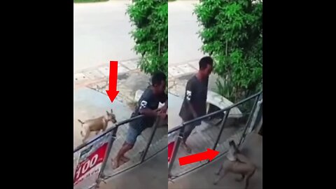 Perro guardián muestra que también tiene derecho a la ‘pausa del café’