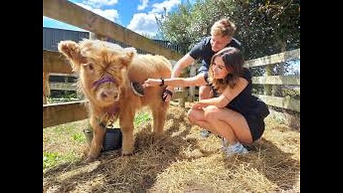 A Lap Cow ? Meet The Highland Mini-Cow !