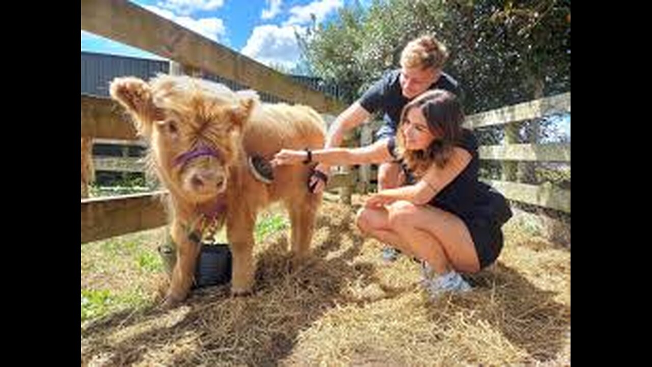A Lap Cow ? Meet The Highland Mini-Cow !