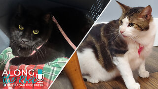 Double the Floof, Double the Love – Meet These Adoptable Cats!