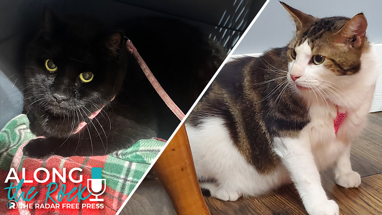 Double the Floof, Double the Love – Meet These Adoptable Cats!