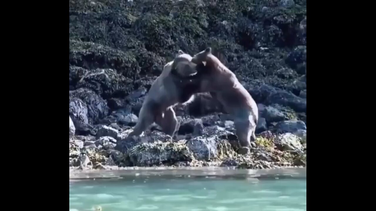 Brutal Nature| Bear Fighting