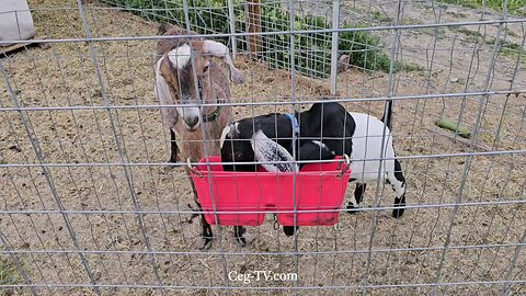Graham Family Farm: 7:30 PM May 21 2025
