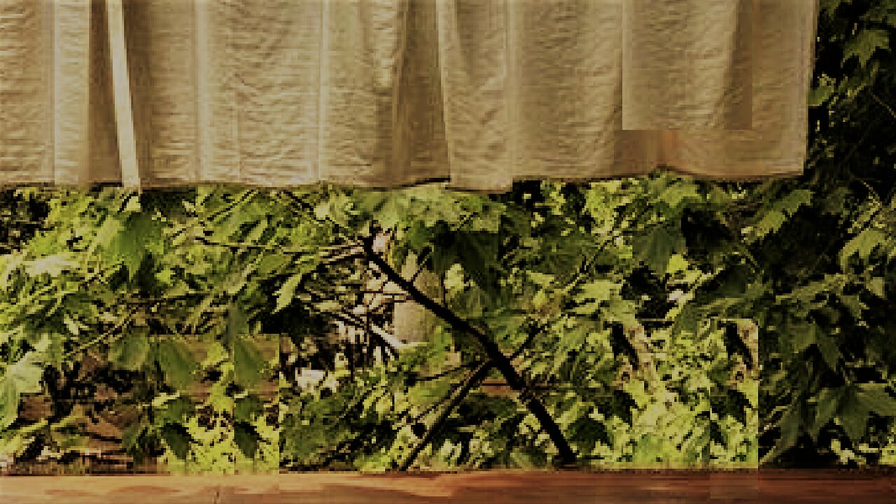 天岳大道北806号