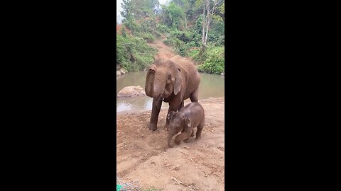 Best Comedy Videos 🤣 so cute videos 😍