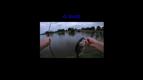 G buzz
