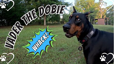 Tail Smacks and Tension: Doberman vs. the Neighbor’s Dog