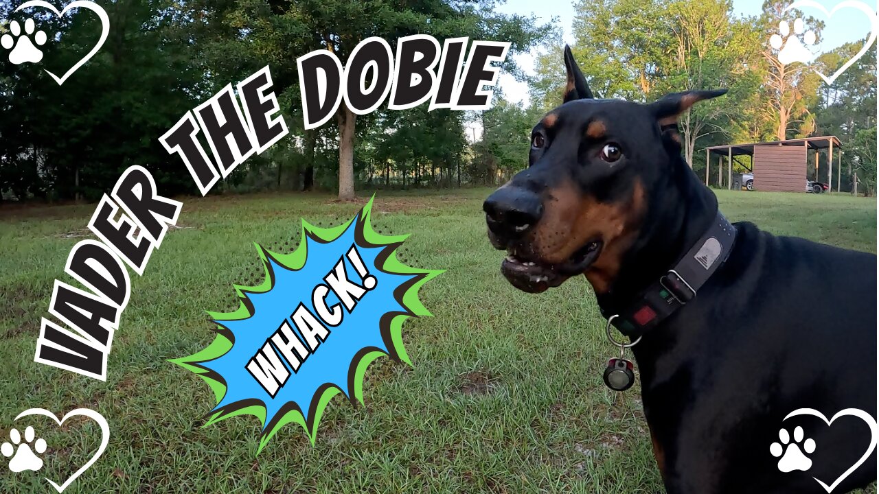 Tail Smacks and Tension: Doberman vs. the Neighbor’s Dog