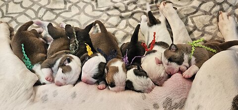 The Rare & Beautiful Alapaha Blue Blood Bulldog. PUPPIES!