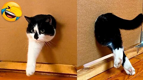 New Funny Animals 😂 Funniest Cats and Dogs Videos 😺🐶 Part 159