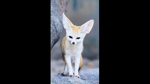 Fennec Fox and Its Ears 🦊 #FennecFox #Ears #Cute #Wildlife