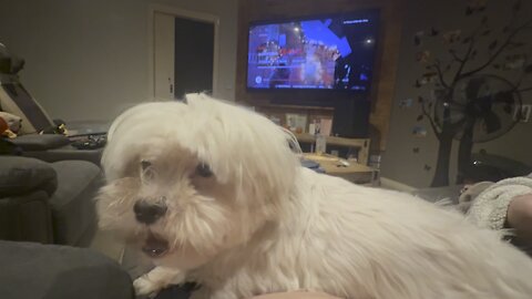 Buddy wants a scratch 🤣🤣