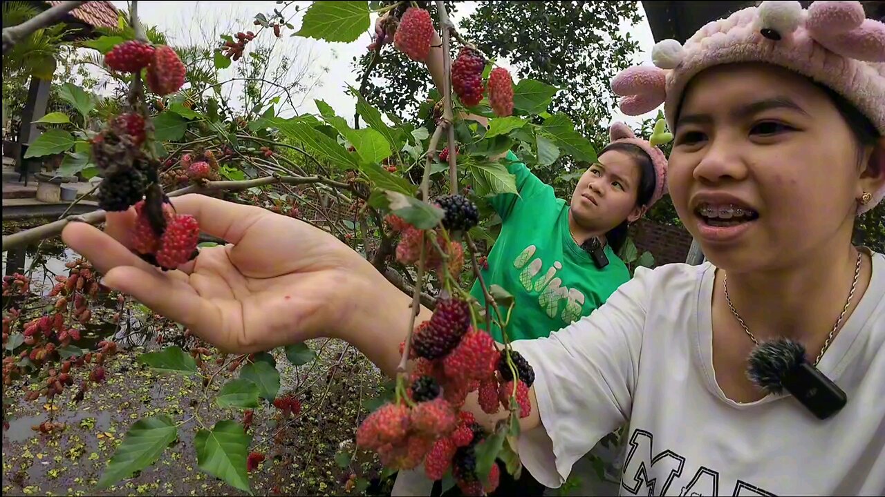Duong cookie Eating delicious mulberries