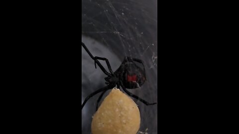Closeup video of a Black Widow Spider and egg sack