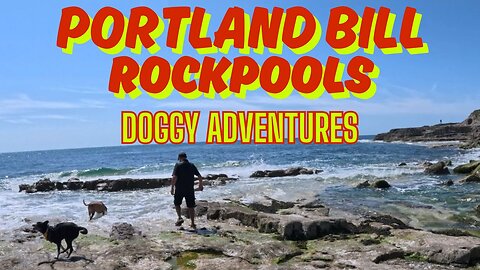 Portland Bill Rockpools With The Dogs