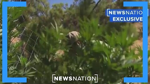 Chinese, Mexican crime rings taking over marijuana trade ｜ NewsNation Prime