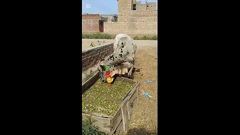 May Allah accept our qurbani