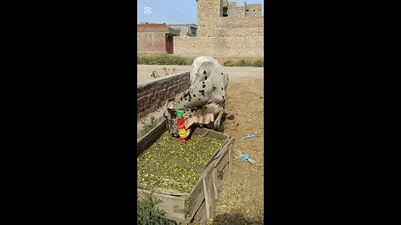 May Allah accept our qurbani