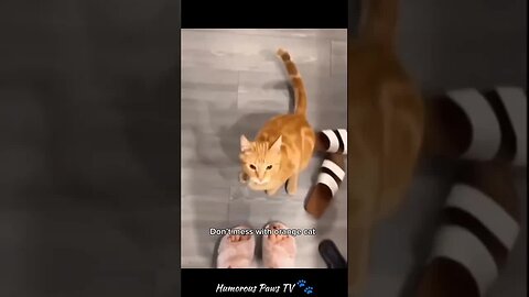 Funny animals 2024😂- Funniest Cats and Dogs Video😹🐶 #27