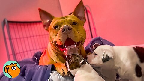 Sweet Pit Bull Meets Puppies And Becomes Their Best Mama | Cuddle Buddies