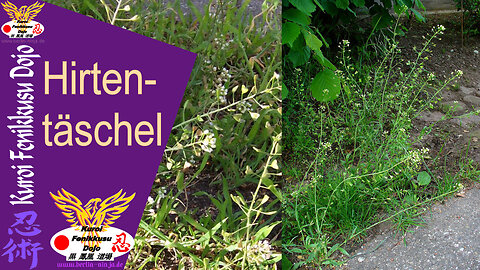 114 - Hirtentäschel