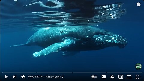 David Attenborough: Nature’s Most Fascinating Creatures | Free Documentary Nature