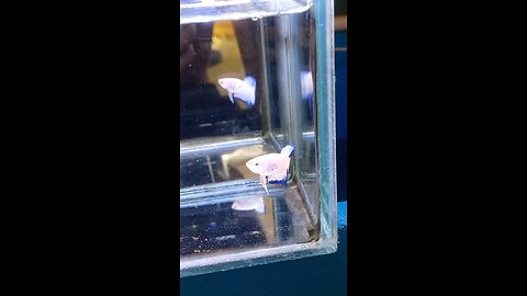 ikan cupang