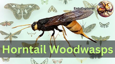 Introduction to Insect Taxonomy and Identification - Family Siricidae (Horntail Woodwasps)