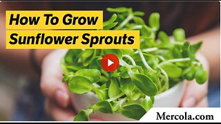 How to Grow Sunflower Sprouts