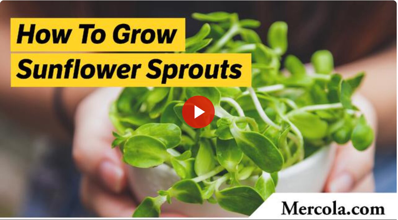 How to Grow Sunflower Sprouts