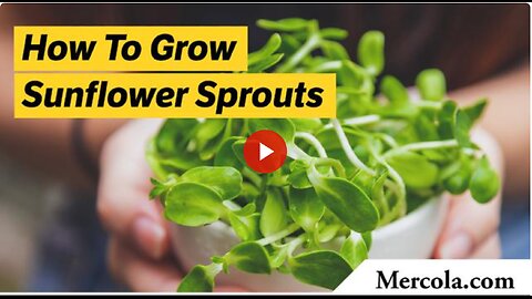 How to Grow Sunflower Sprouts